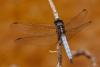 358104 – Photo : Lionel Casset – Madagascar