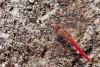 358106 – Photo : Lionel Casset – Madagascar
