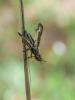 358086 – Photo : BourrinOman – France (83)