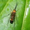 358730 – Photo : Bernard Perthuis – Guyane française