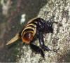 358830 – Photo : Bernard Perthuis – Guyane française