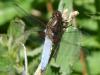 358850 – Photo : Bobabar – France (95)