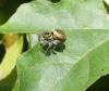 Carrhotus xanthogramma