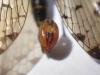 358230 – Photo : Cyril Poissonnet – France (85)