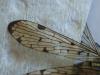 358231 – Photo : Cyril Poissonnet – France (85)