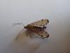 358228 – Photo : Cyril Poissonnet – France (85)