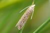 358463 – Photo : J.Ygnard – France (89)