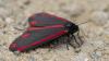 358599 – Photo : lguez – Royaume-Uni