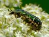 358471 – Photo : Bernard LAVIRON – France (31)