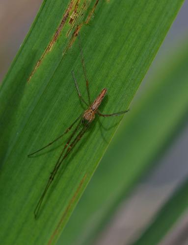 Réf. 359 074 : Tetragnatha sp.