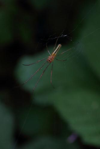 Réf. 359 075 : Tetragnatha sp.