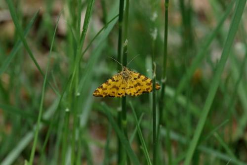 Réf. 359 095 : Pseudopanthera macularia