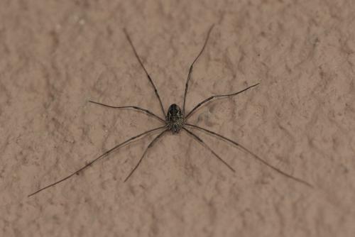 Réf. 359 102 : Phalangium opilio