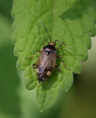 Réf. 359 653 : Deraeocoris flavilinea