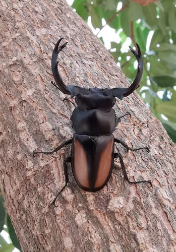 Réf. 359 593 : Rhaetulus crenatus boileaui