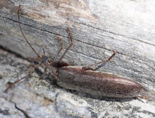 Calopus serraticornis