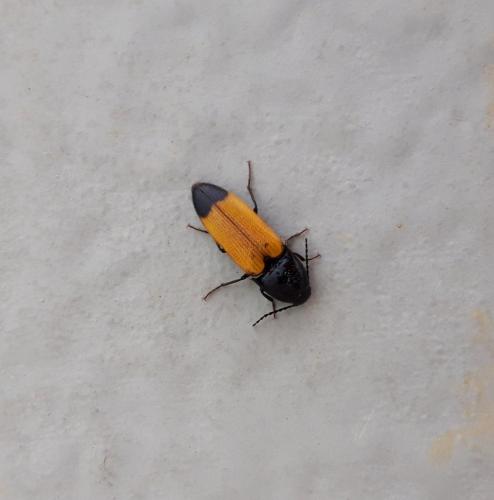Réf. 359 697 : Ampedus elegantulus