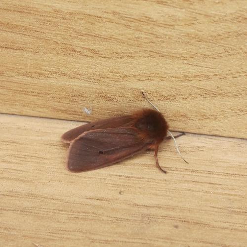 Réf. 359 812 : Phragmatobia fuliginosa