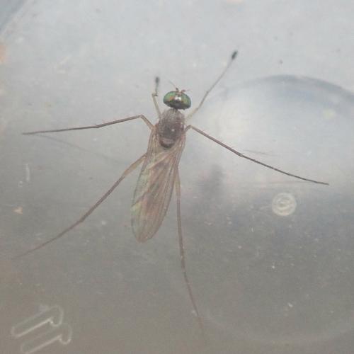 Réf. 359 140 : Neurigona quadrifasciata