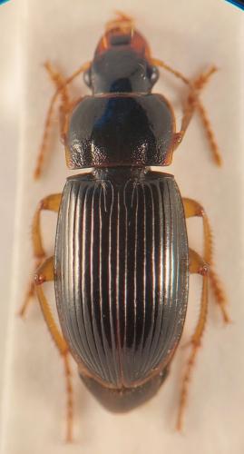 Réf. 359 282 : Harpalus progrediens
