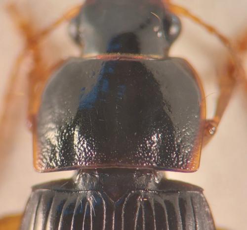 Réf. 359 283 : Harpalus progrediens