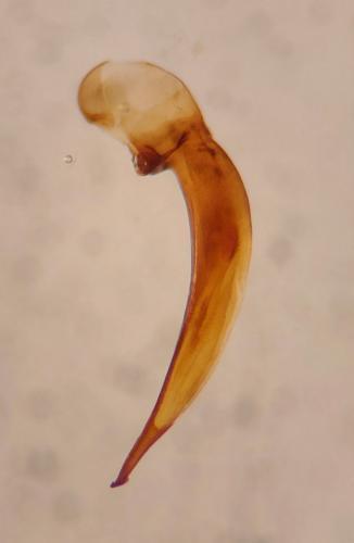 Réf. 359 284 : Harpalus progrediens