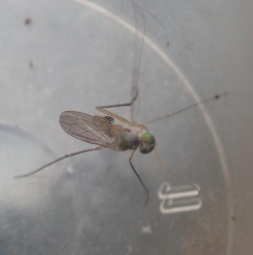Réf. 359 141 : Neurigona quadrifasciata