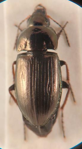 Amara schimperi