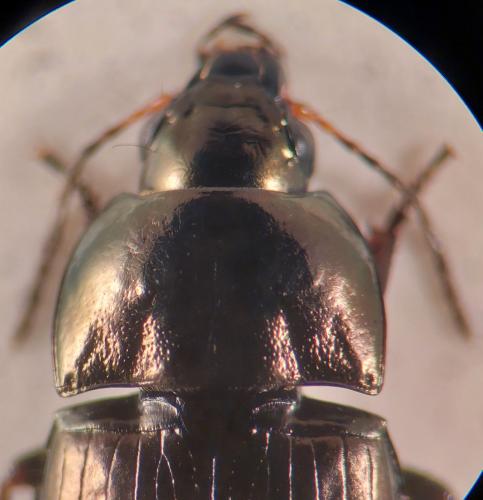 Amara schimperi