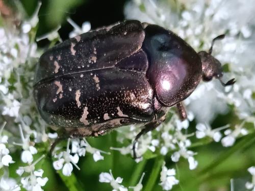 Réf. 359 360 : Potosia cuprea bourgini