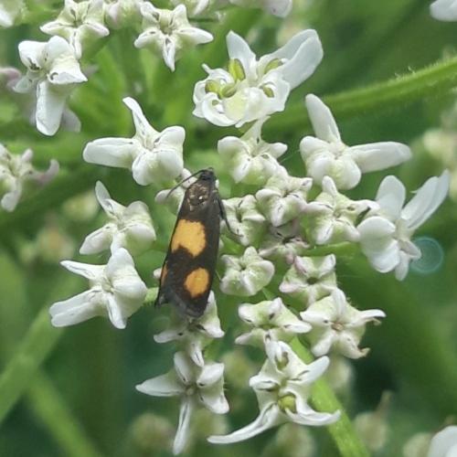 Réf. 359 814 : Pammene aurana