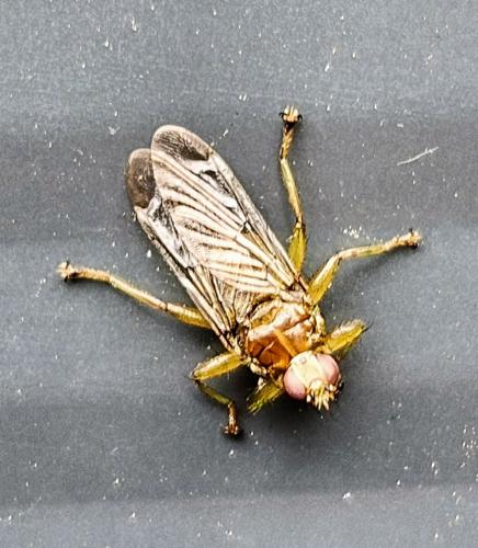 Réf. 359 402 : Ornithomya avicularia