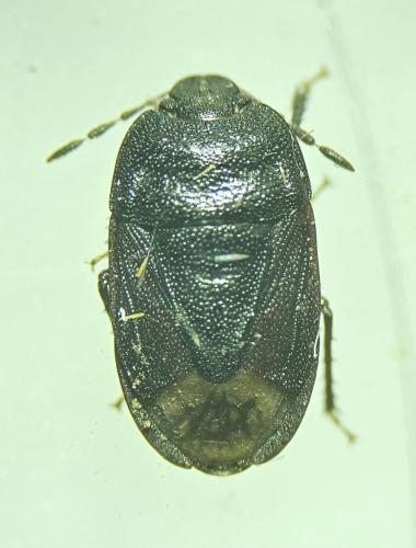 Réf. 359 546 : Ochetostethus nanus