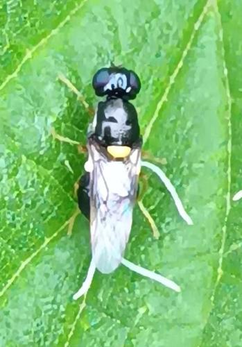 Oxycera terminata