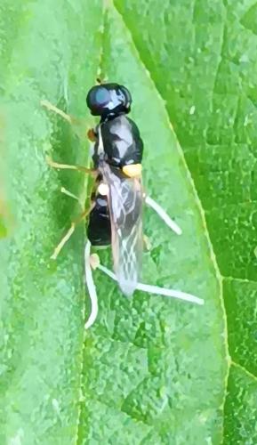 Oxycera terminata