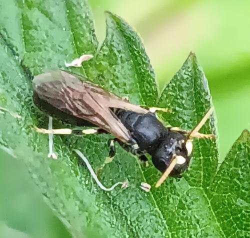 Réf. 359 805 : Hylaeus cornutus