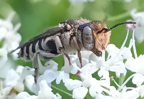 Réf. 359 815 : Coelioxys sp.