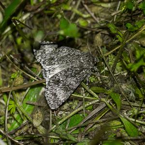 Réf. 359 313 : Acronicta megacephala