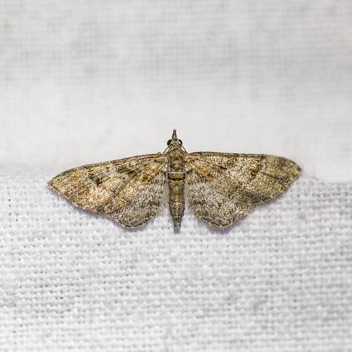 Gymnoscelis rufifasciata