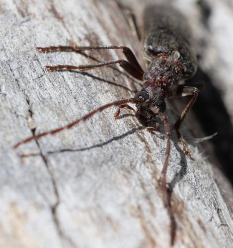 Calopus serraticornis