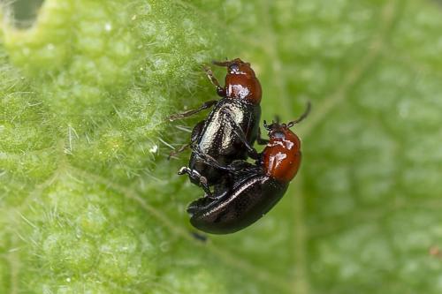 Podagrica fuscipes