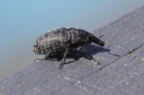 Larinus turbinatus