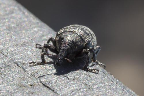 Larinus turbinatus