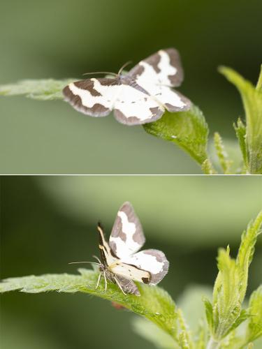 Réf. 359 058 : Lomaspilis marginata