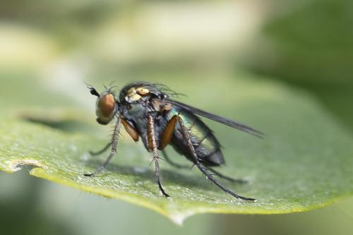 Dolichopus ungulatus