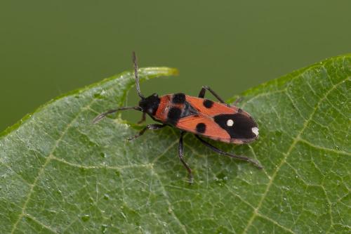 Réf. 359 026 : Horvathiolus superbus