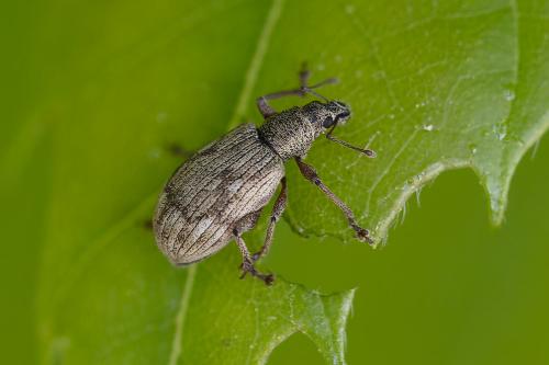 Réf. 359 028 : Polydrusus tereticollis