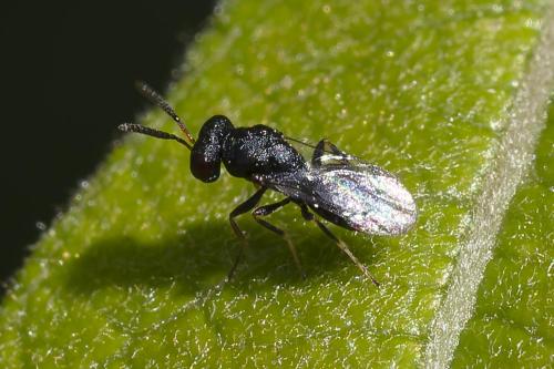 Réf. 359 255 : Pteromalini inconnu