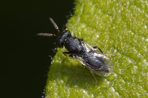 Réf. 359 256 : Pteromalini inconnu