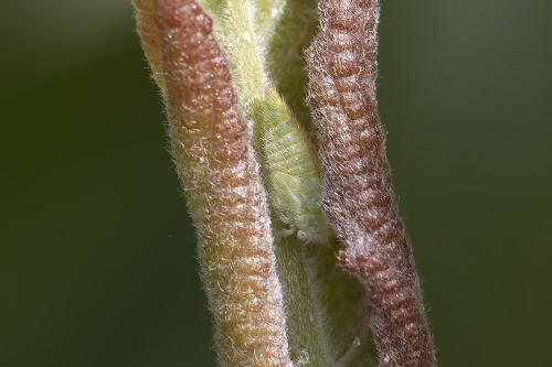 Réf. 359 174 : Macropsis sp.